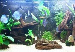 aquarios-e-peixes-morumbi-1423242157