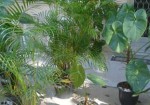 plantas-ornamentais-morumbi-1424438502